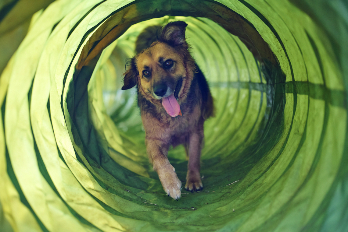 Annika, Bambi and Blitz