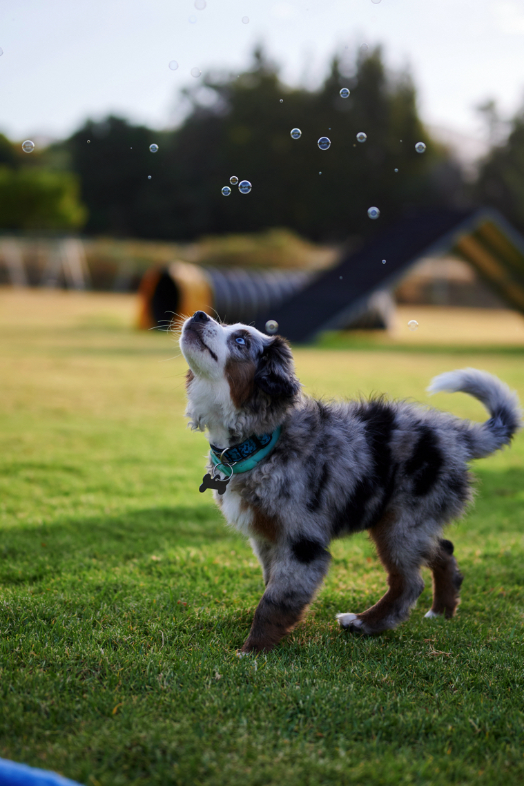 Annika, Bambi and Blitz