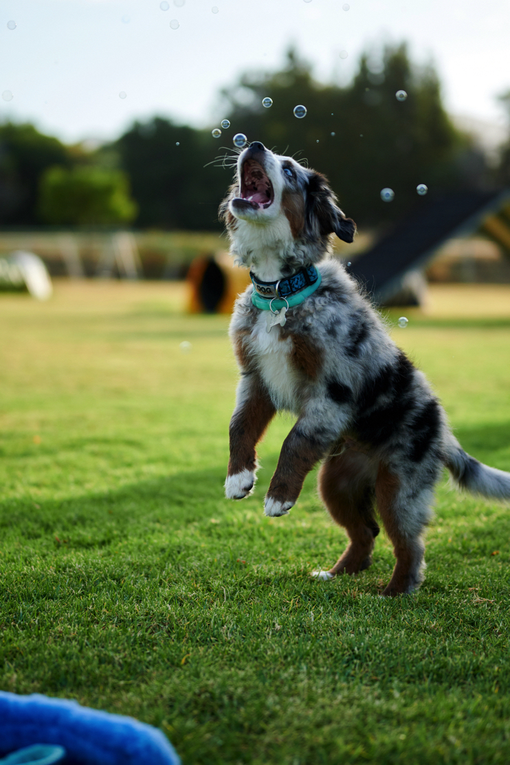 Annika, Bambi and Blitz